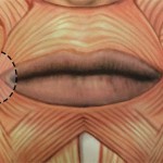 мимические мышцы уголков губ